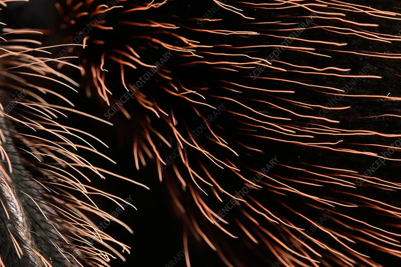 23270 tarantula defensive pose