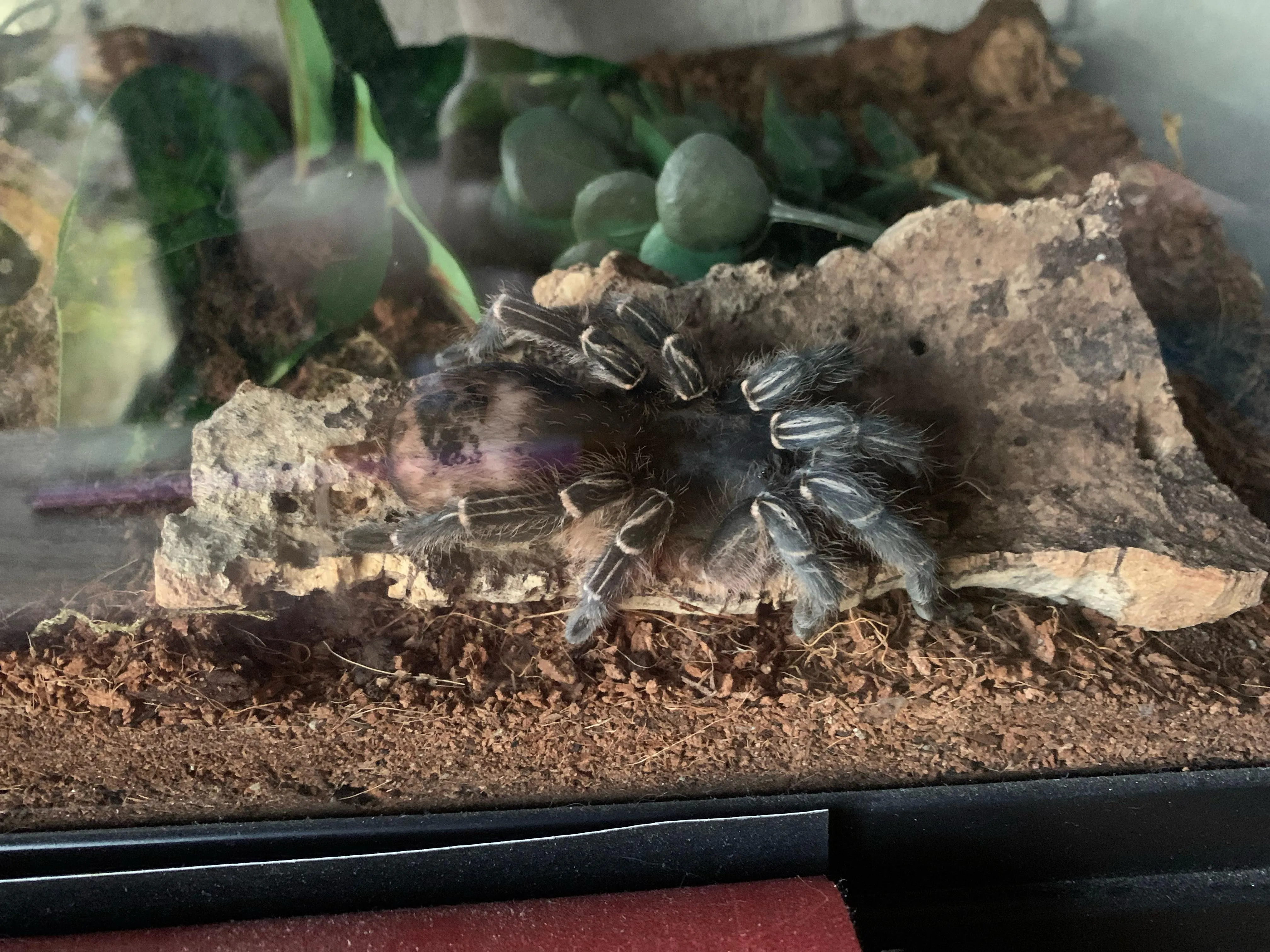 23270 tarantula pet safety