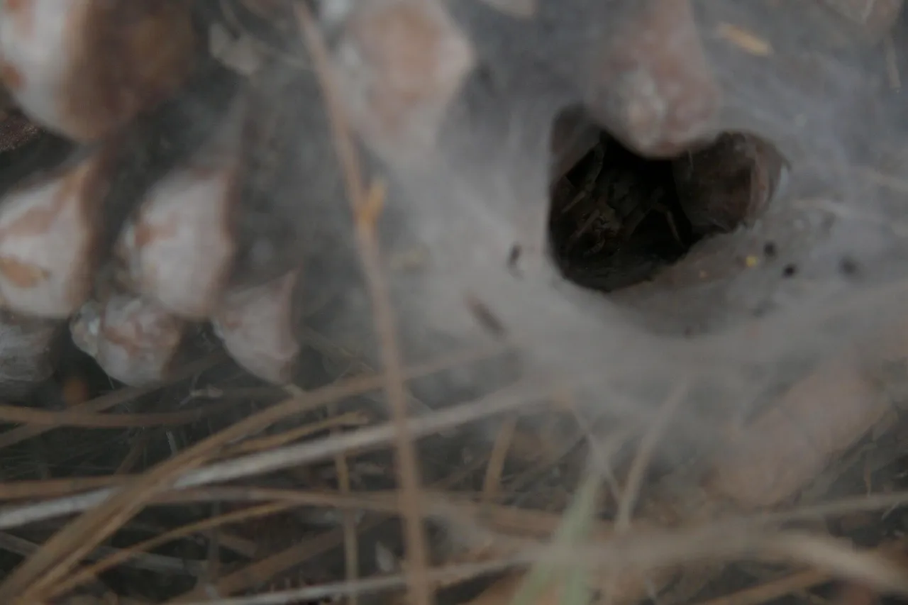 23274 tarantula sensory hairs