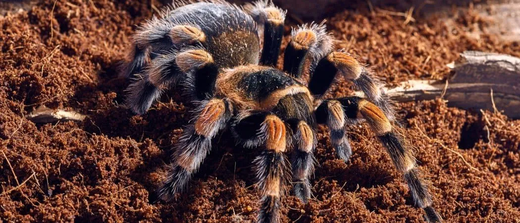 /img/23278-red-knee-tarantula-health.webp