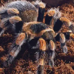 /img/23278-red-knee-tarantula-health.webp