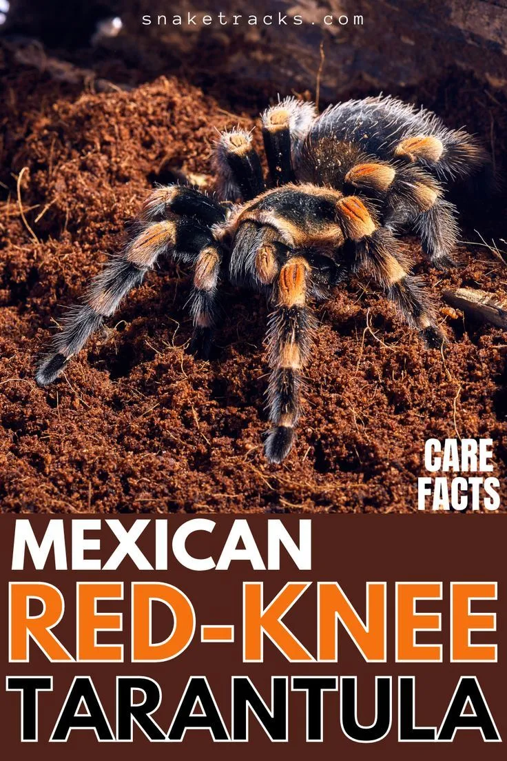 23278 tarantula molting