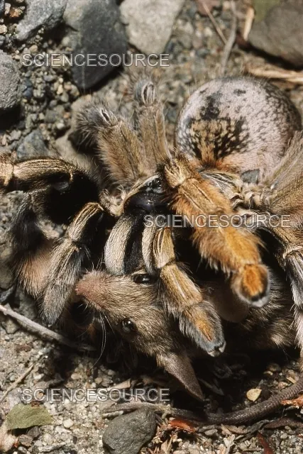 23280 crickets tarantula