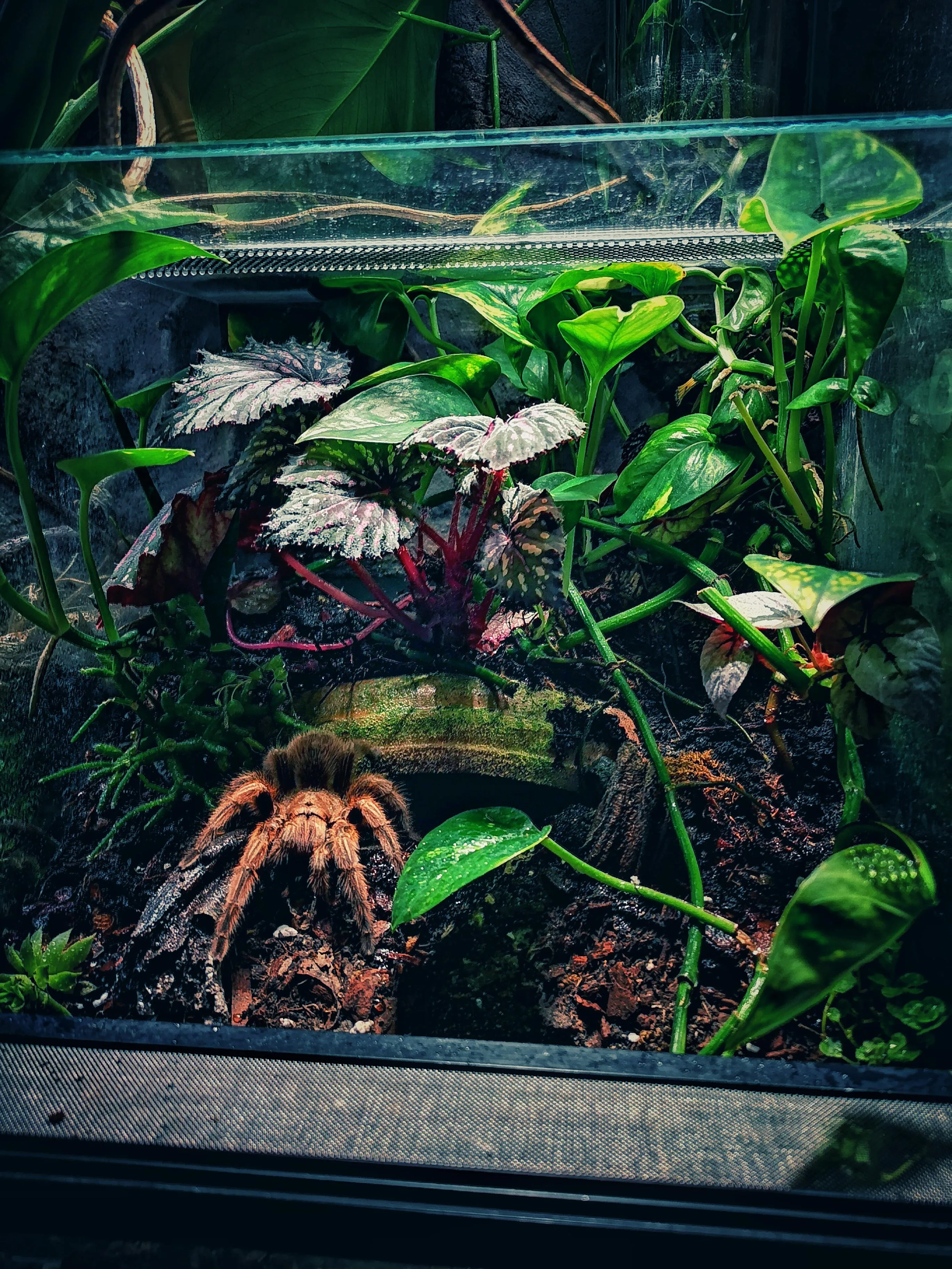23280 tarantula feeding