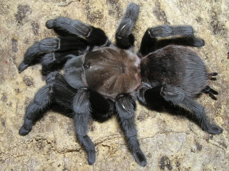 23282 texas tan tarantula size 3