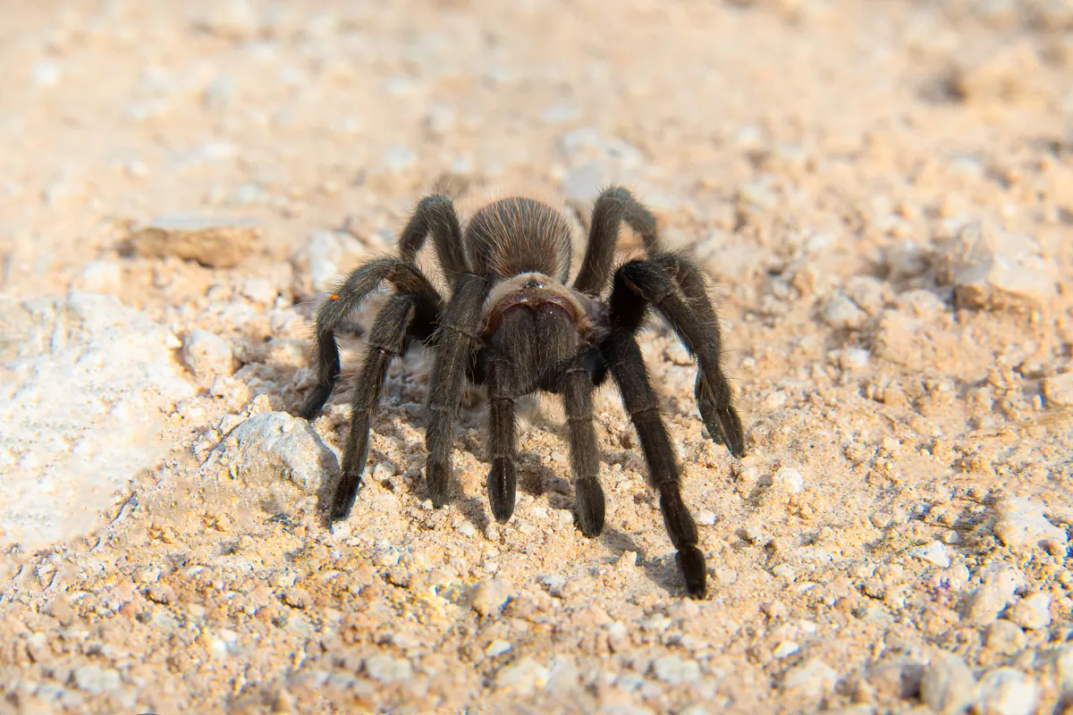 23282 texas tan tarantula size 5