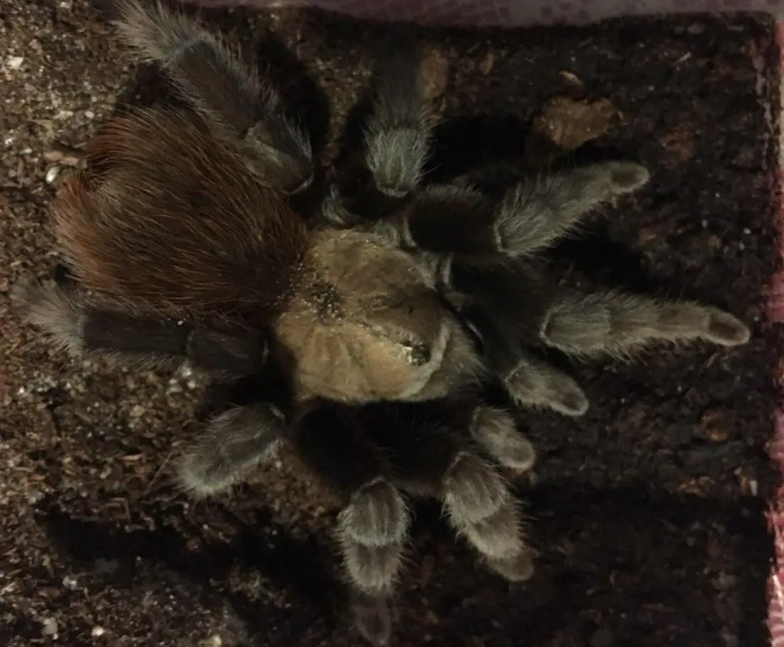 23282 texas tan tarantula size 6