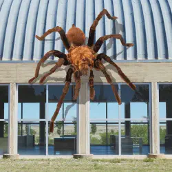 /img/23282-texas-tan-tarantula-size-7.webp