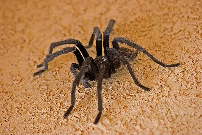 /img/23283-dangerous-tarantula.webp