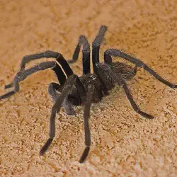 /img/23283-dangerous-tarantula.webp