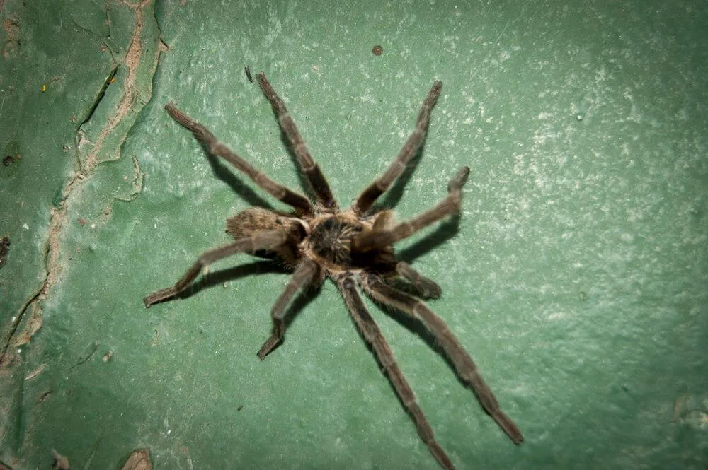 23283 tarantula species identification