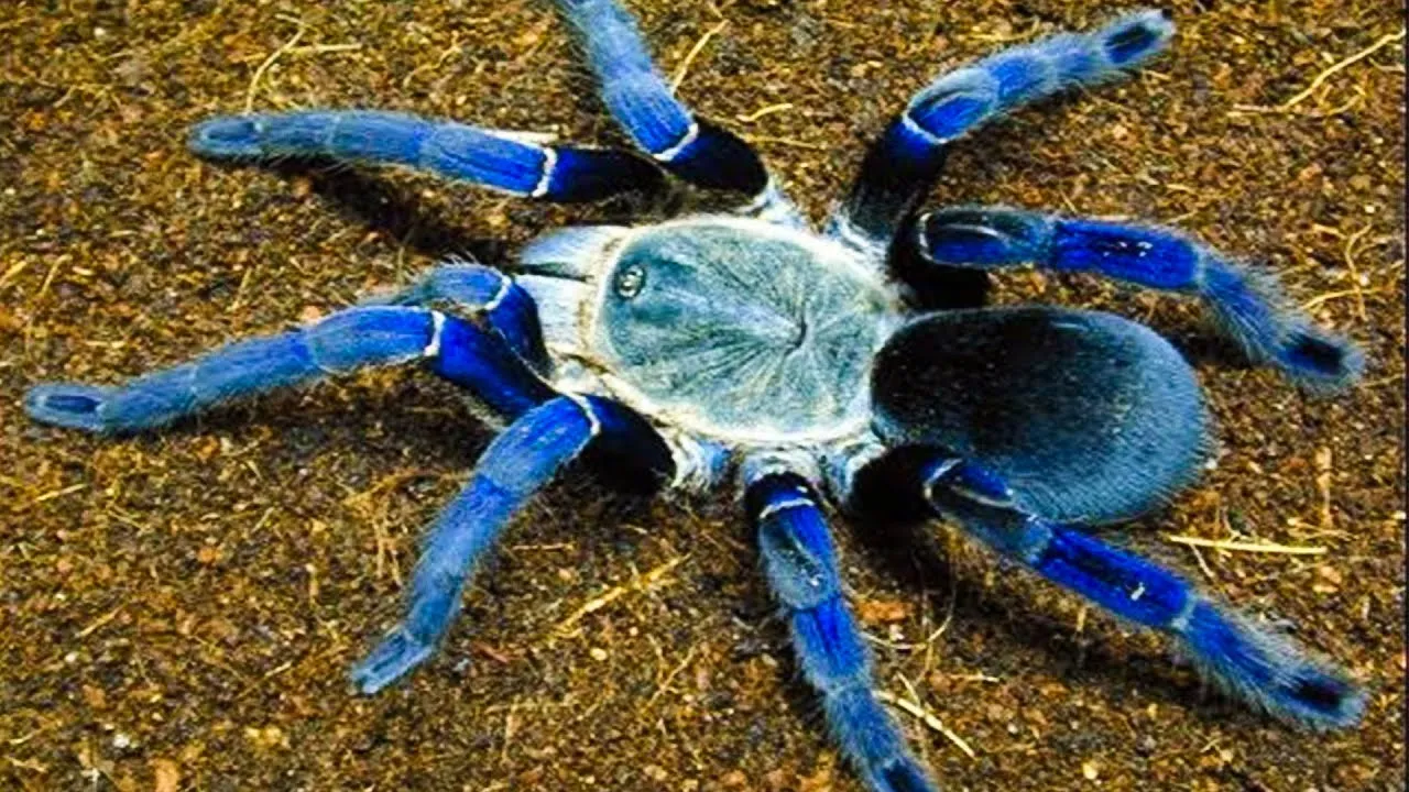 23283 tarantula venom severity