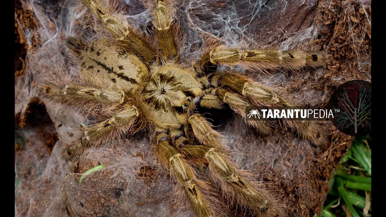 23283 tarantula venom toxicity