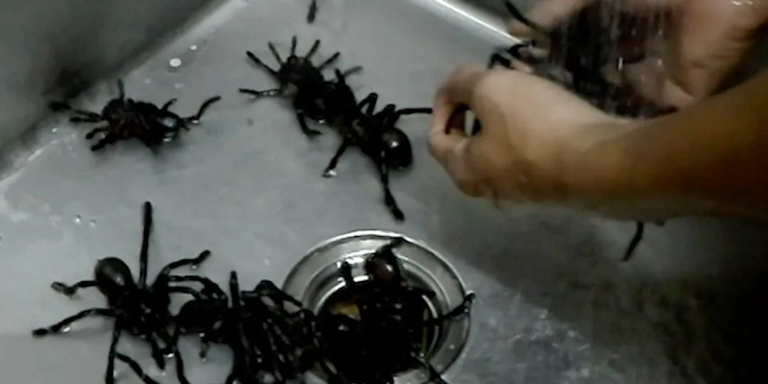 23284 magic cafe tarantula 2 finale