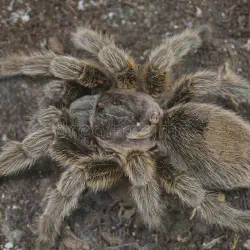/img/23287-light-brown-tarantula-breeding.webp