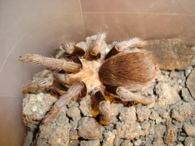23287 light brown tarantula feeding