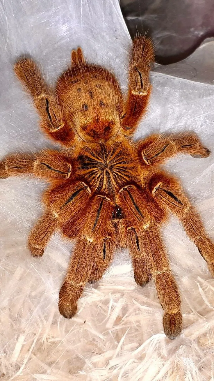 23287 light brown tarantula handling