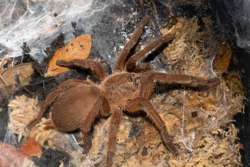 23287 light brown tarantula health