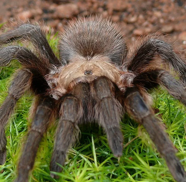 23287 light brown tarantula molting
