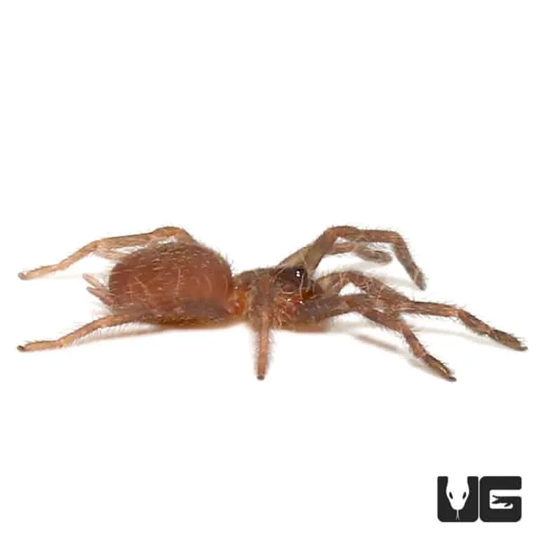 23287 light brown tarantula substrate