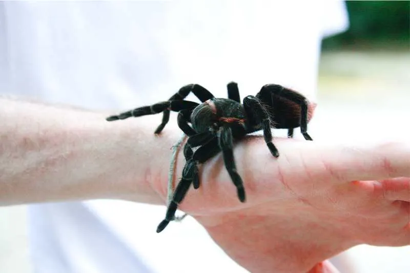 23289 mealworms for tarantulas