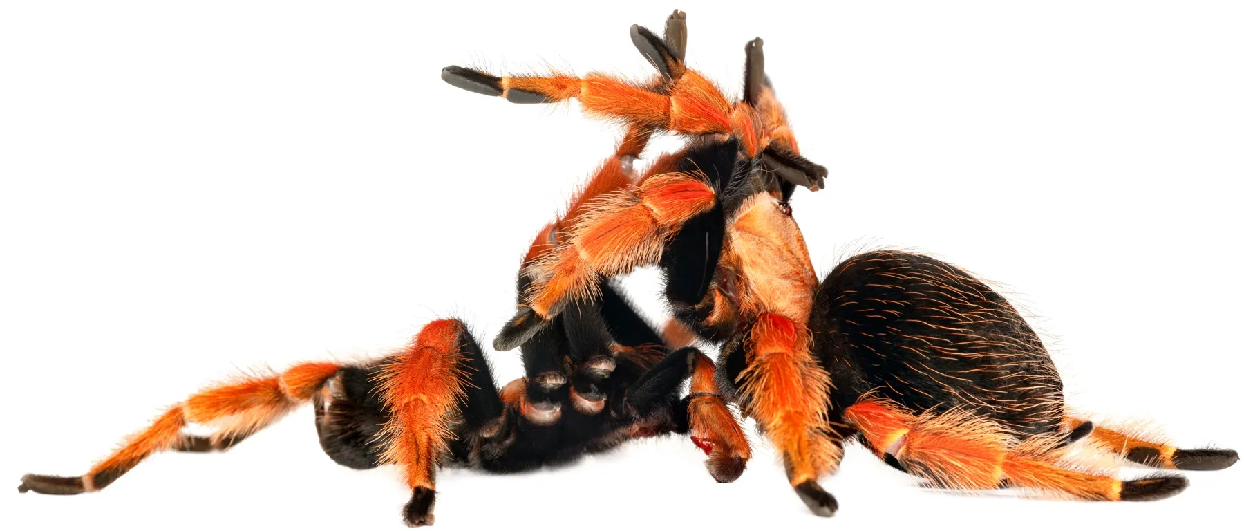 23289 tarantula eating