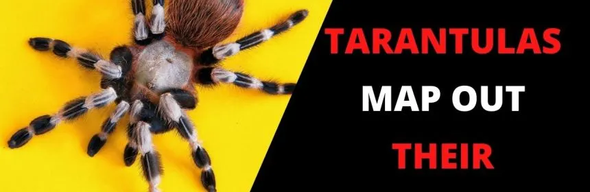 23291 tarantula burrow