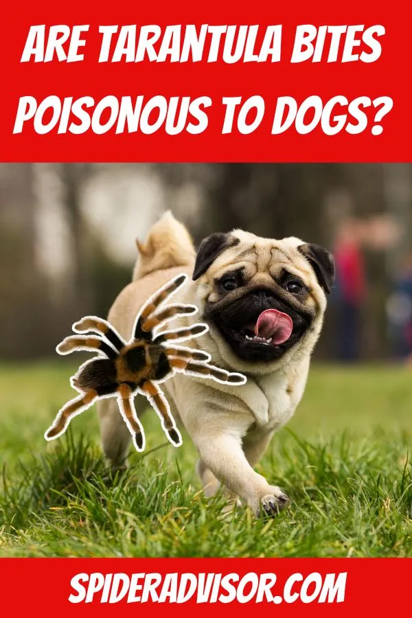 23292 dog eating spider