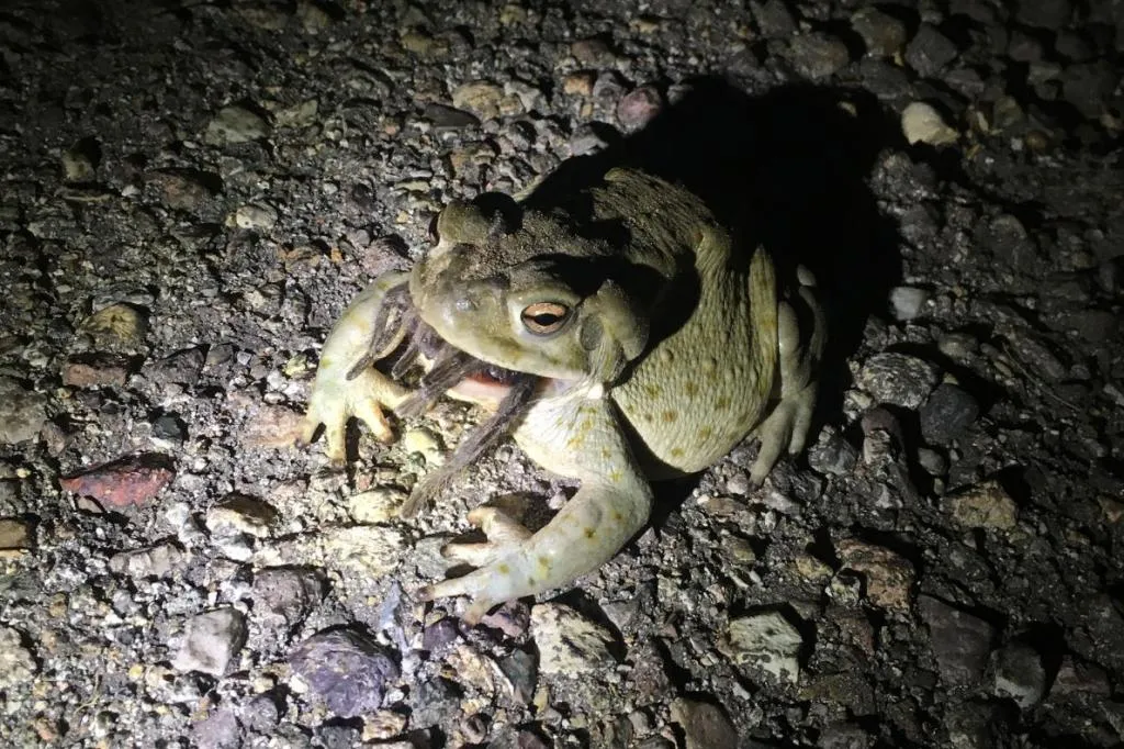 23292 tarantula bite