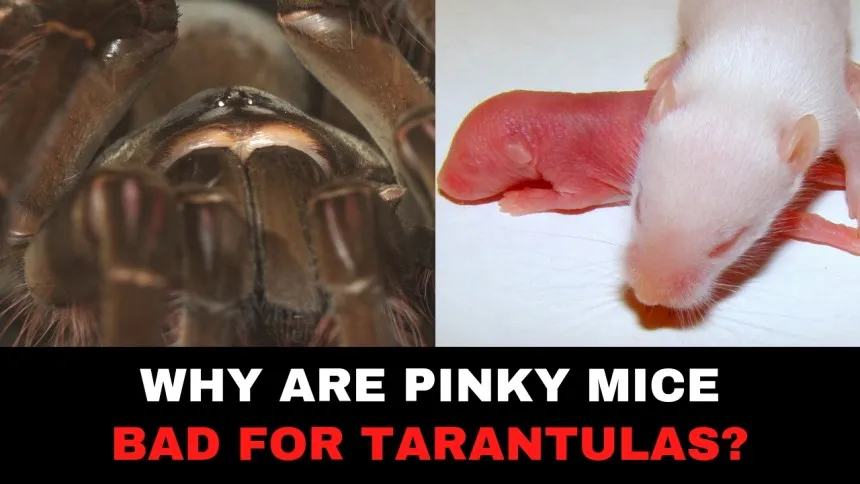 23294 mouse tarantula habitat