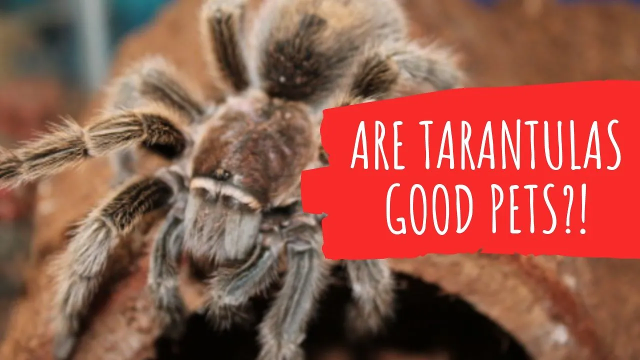 23294 mouse tarantula size