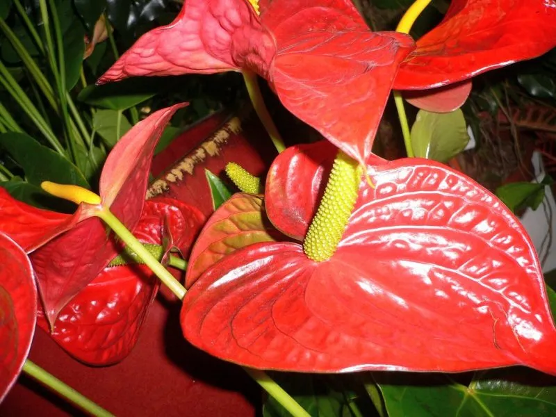23295 anthurium tarantula light