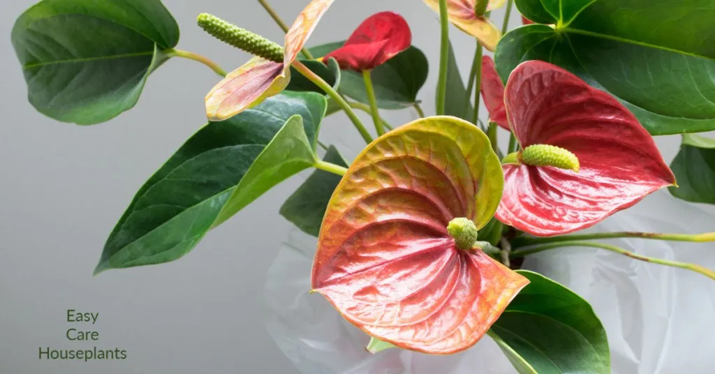 23295 anthurium tarantula watering