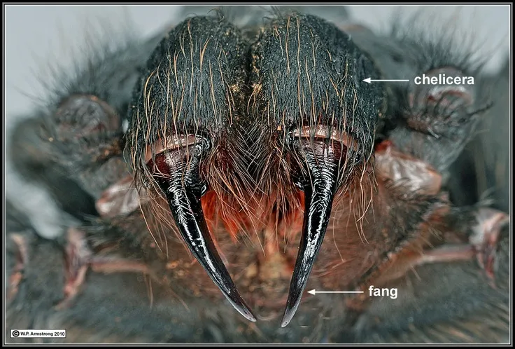 23297 tarantula fangs anatomy