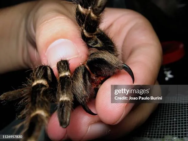/img/23297-tarantula-vs-spider-bite.webp