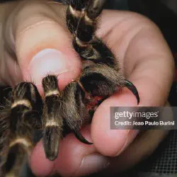 /img/23297-tarantula-vs-spider-bite.webp