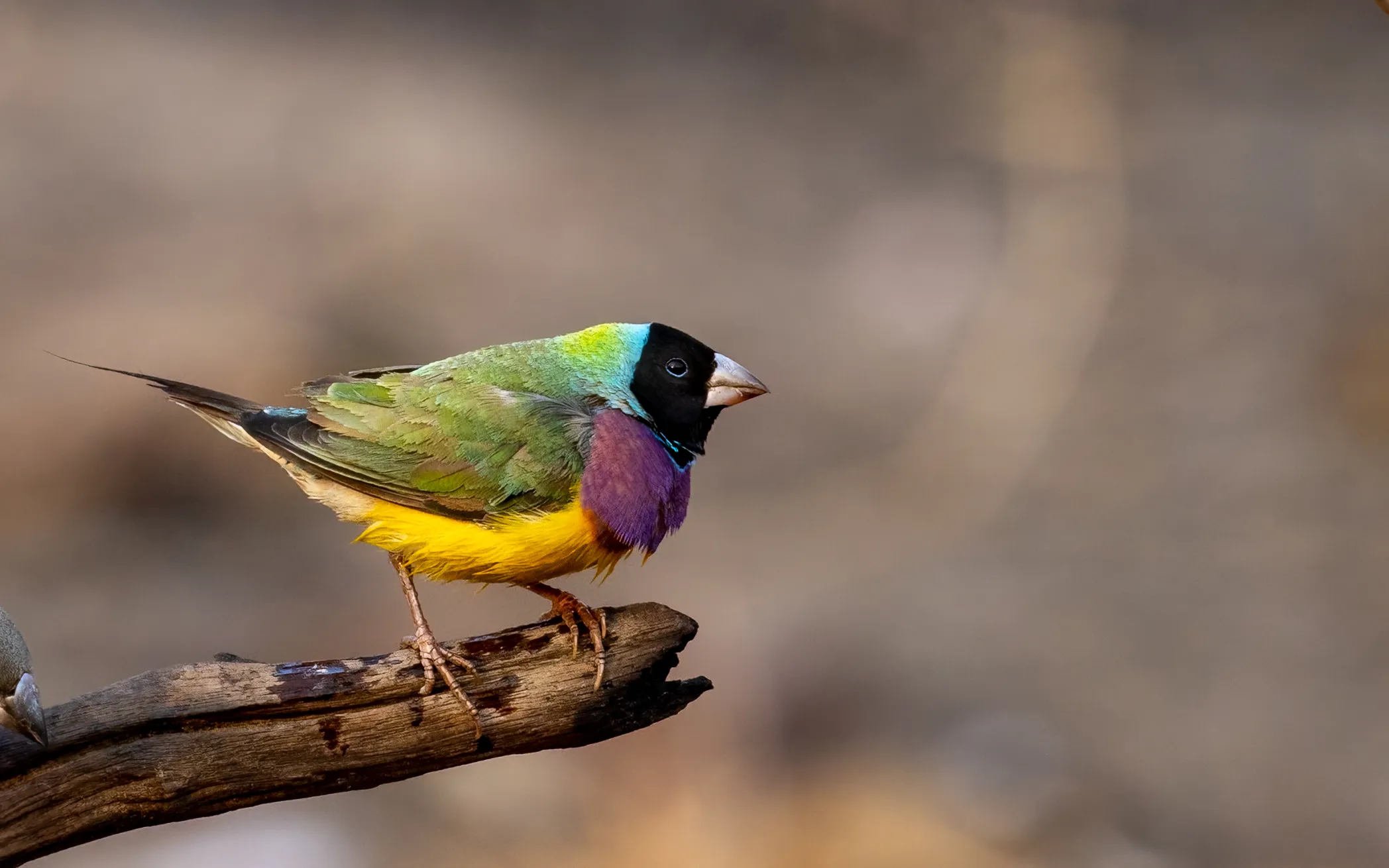 23299 australian tarantula types