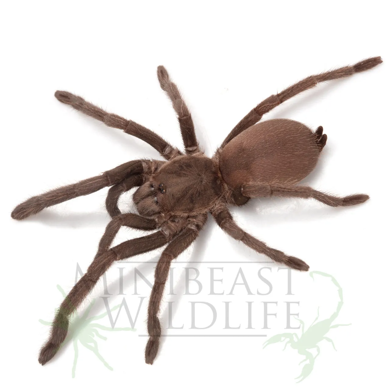 /img/23299-tarantula-enjoying.webp