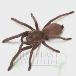 /img/23299-tarantula-enjoying.webp