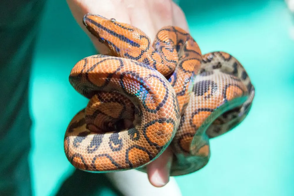 23300 tarantula enclosure