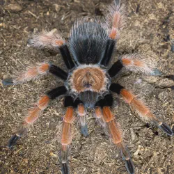/img/23300-tarantula-water.webp