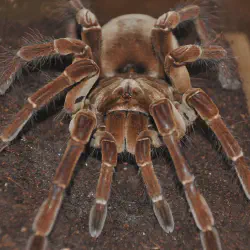/img/23302-goliath-birdeater-handling.webp