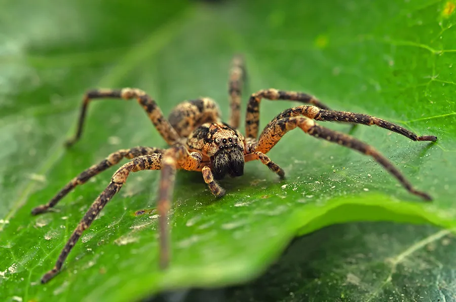 23304 mexican red knee