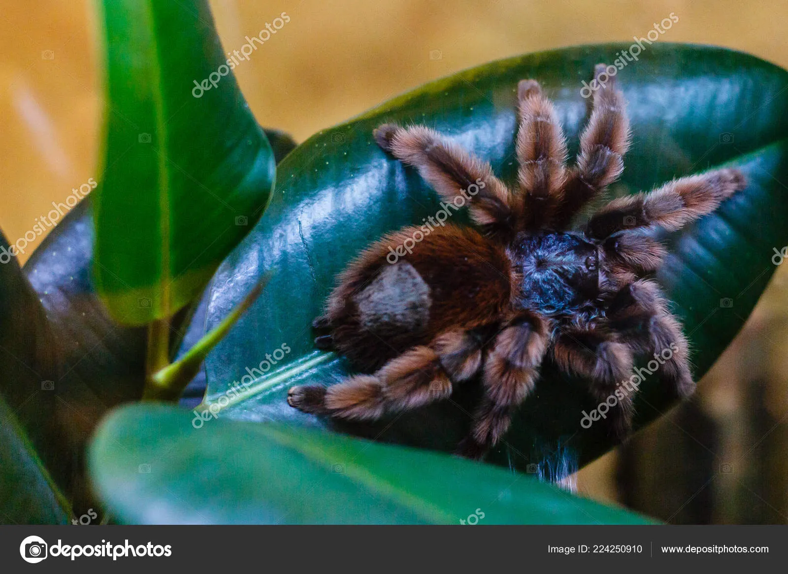 23306 albino tarantula close up
