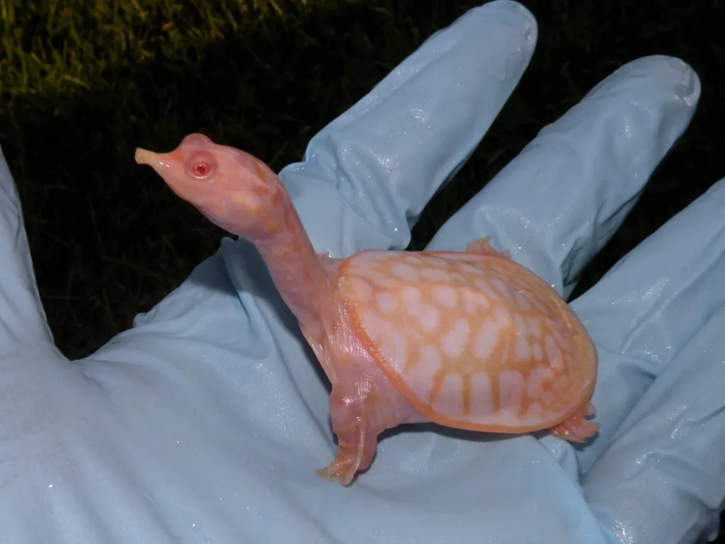 23306 tarantula eating