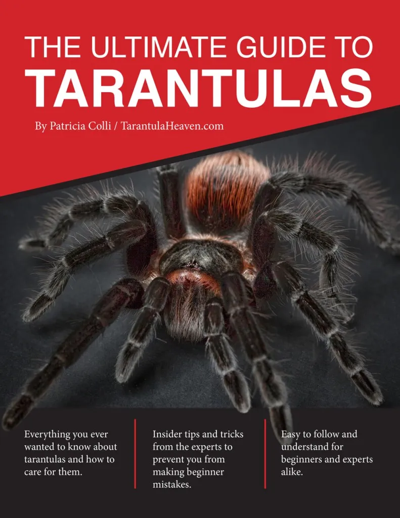 23311 tarantula close up