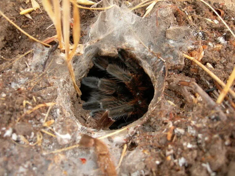 23311 tarantula eating