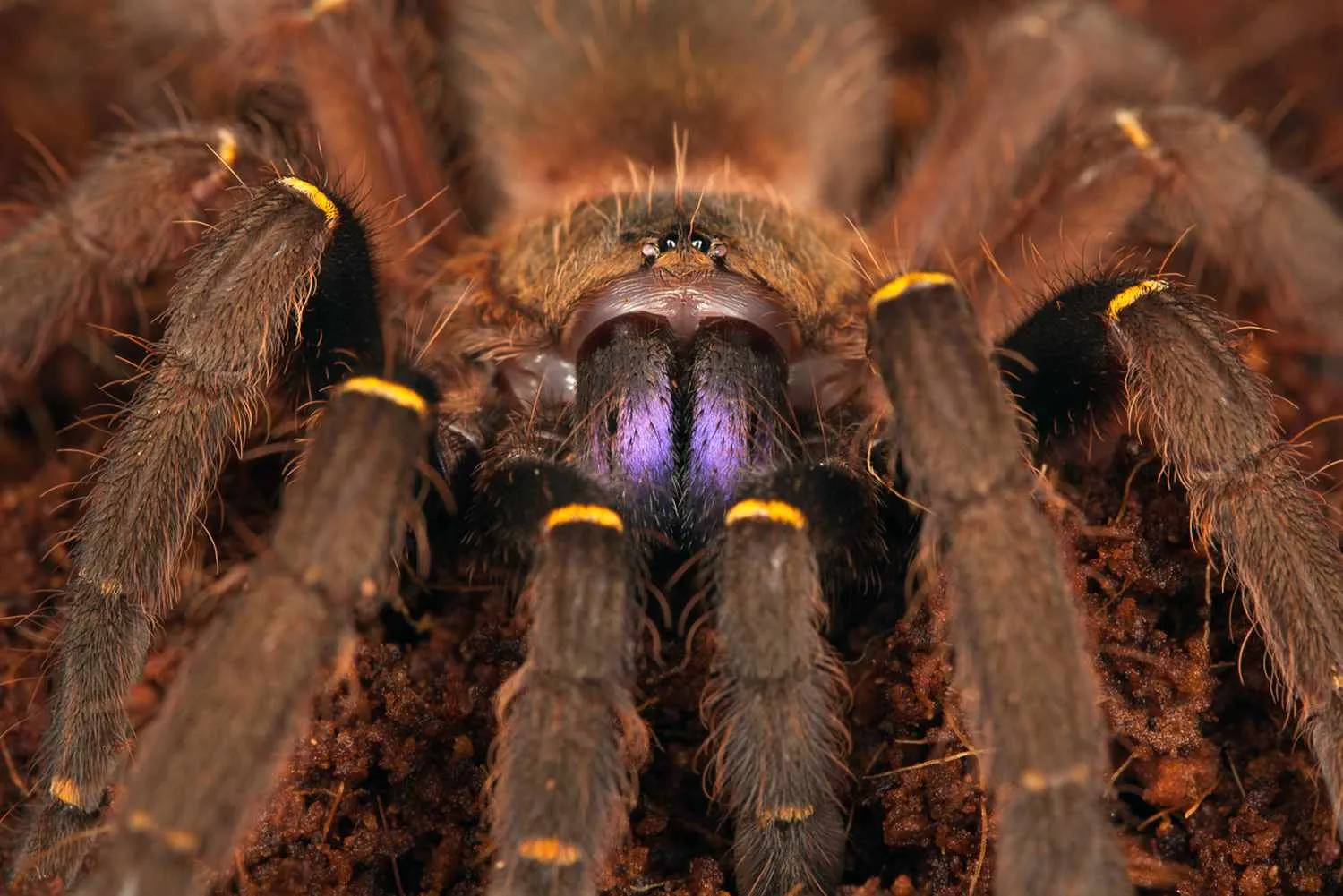 /img/23311-tarantula-ecosystem.webp
