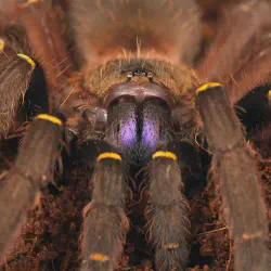/img/23311-tarantula-ecosystem.webp
