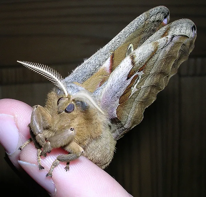 23313 polyphemus moth egg